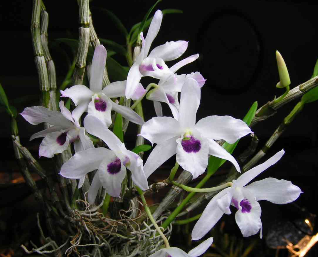 http://orchidenc.fc2web.com/TopPhotos/Den~Ikeda20090128TKojima.jpg
