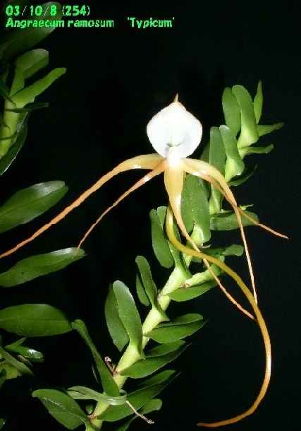 http://orchidenc.fc2web.com/gensyu/Angraecum~ramosum~Typicum20031008Gombessa.jpg