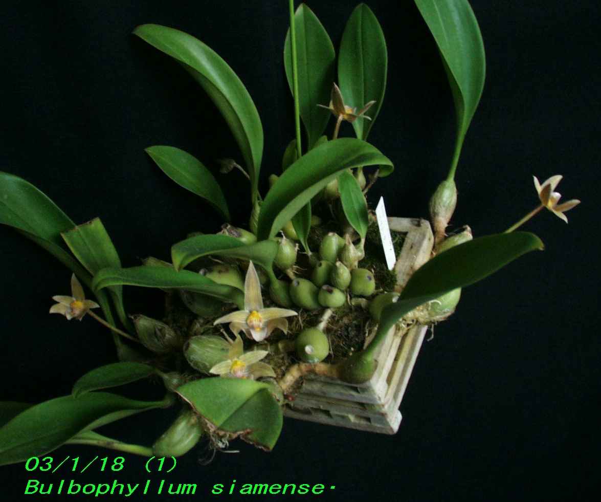 http://orchidenc.fc2web.com/gensyu/Bulbophyllum~siamense~Rchbf1867~20030118Gombessa.jpg