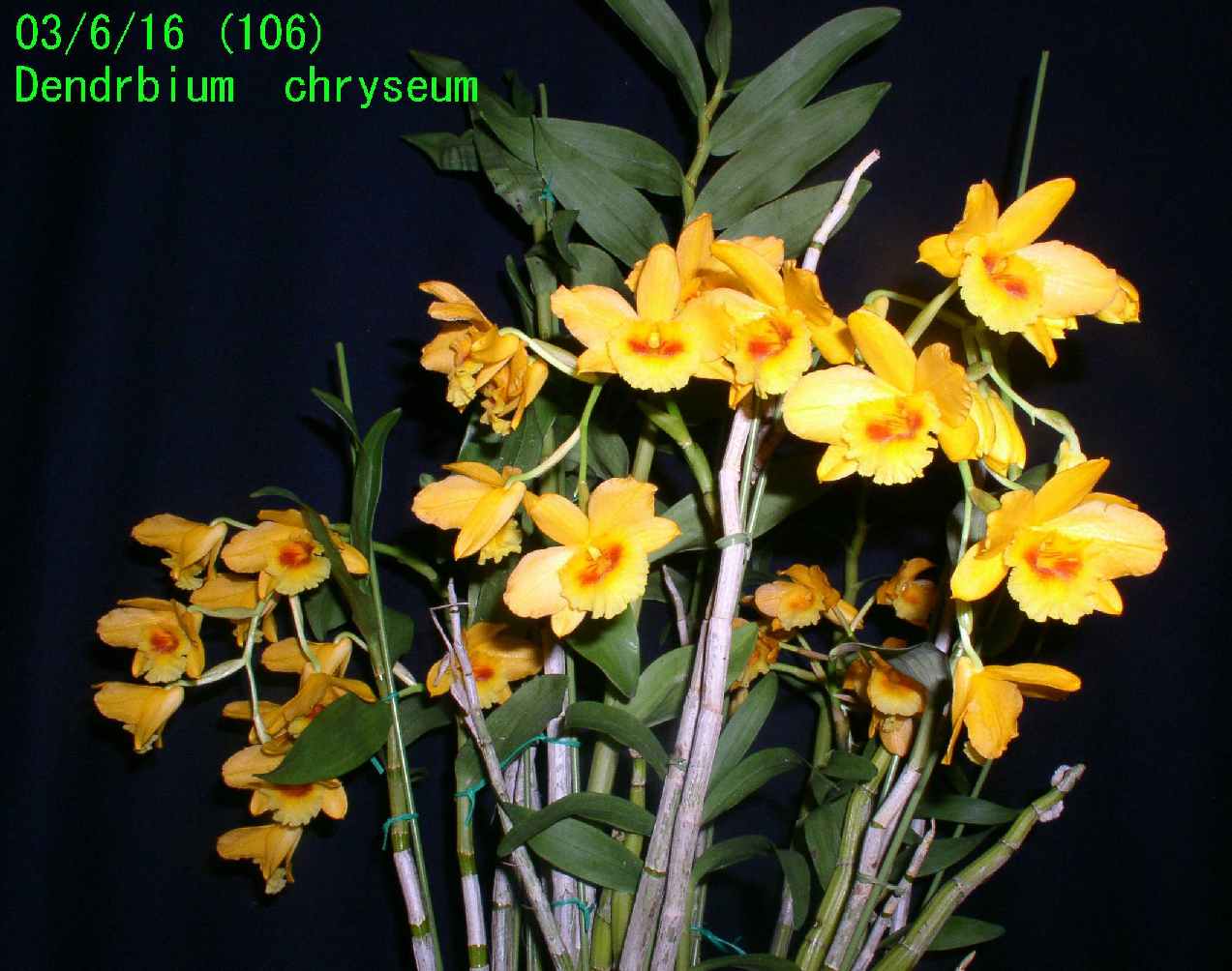 http://orchidenc.fc2web.com/gensyu/Den~chryseum20030616Gombessa.jpg