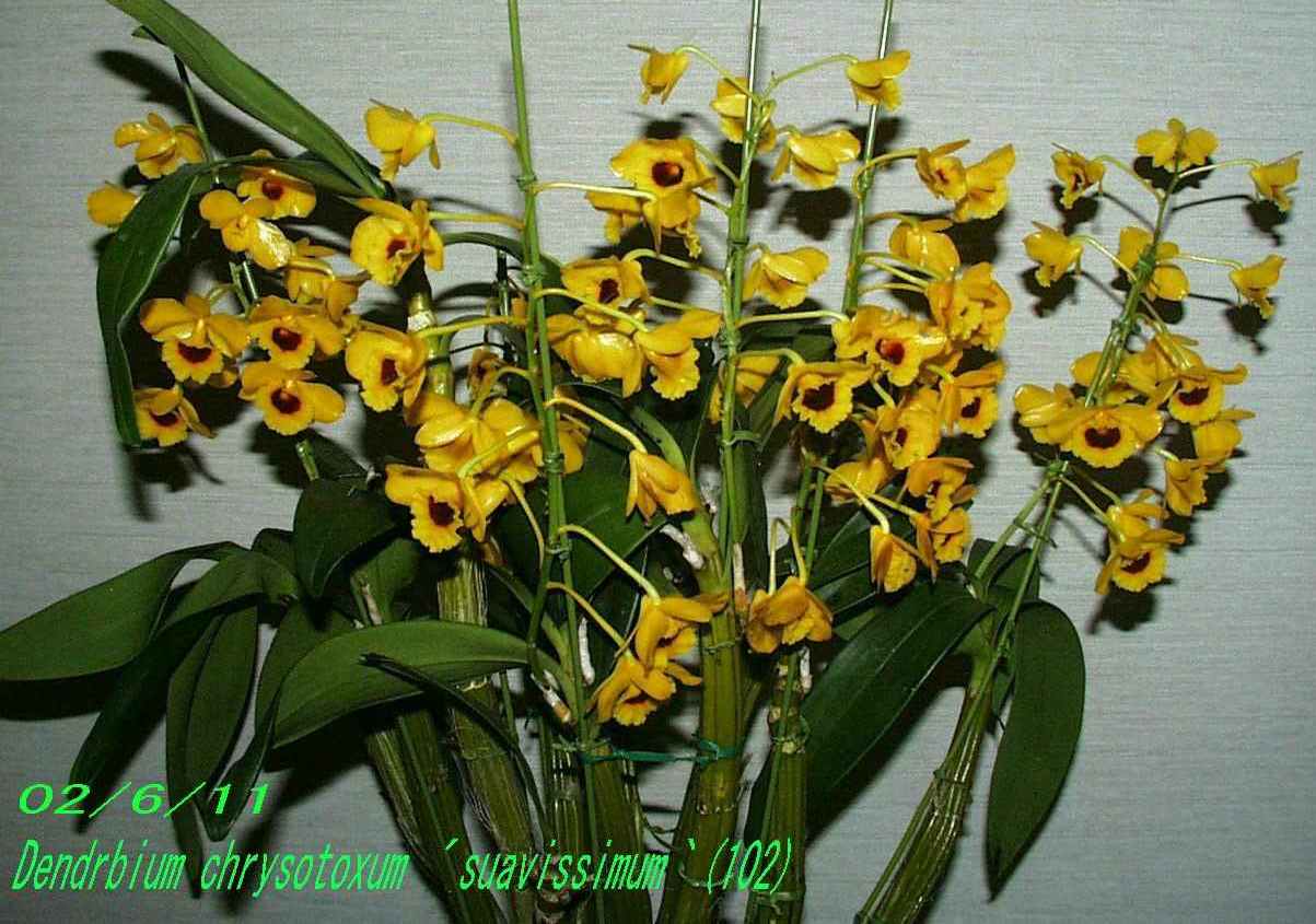 http://orchidenc.fc2web.com/gensyu/Den~chrysotoxum~var~suavissimum20020611Gombessa.jpg