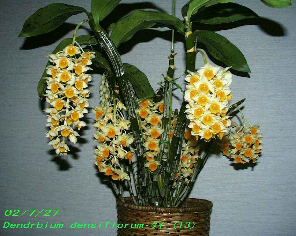 http://orchidenc.fc2web.com/gensyu/Den~densiflorum20020727ZGombessa.jpg