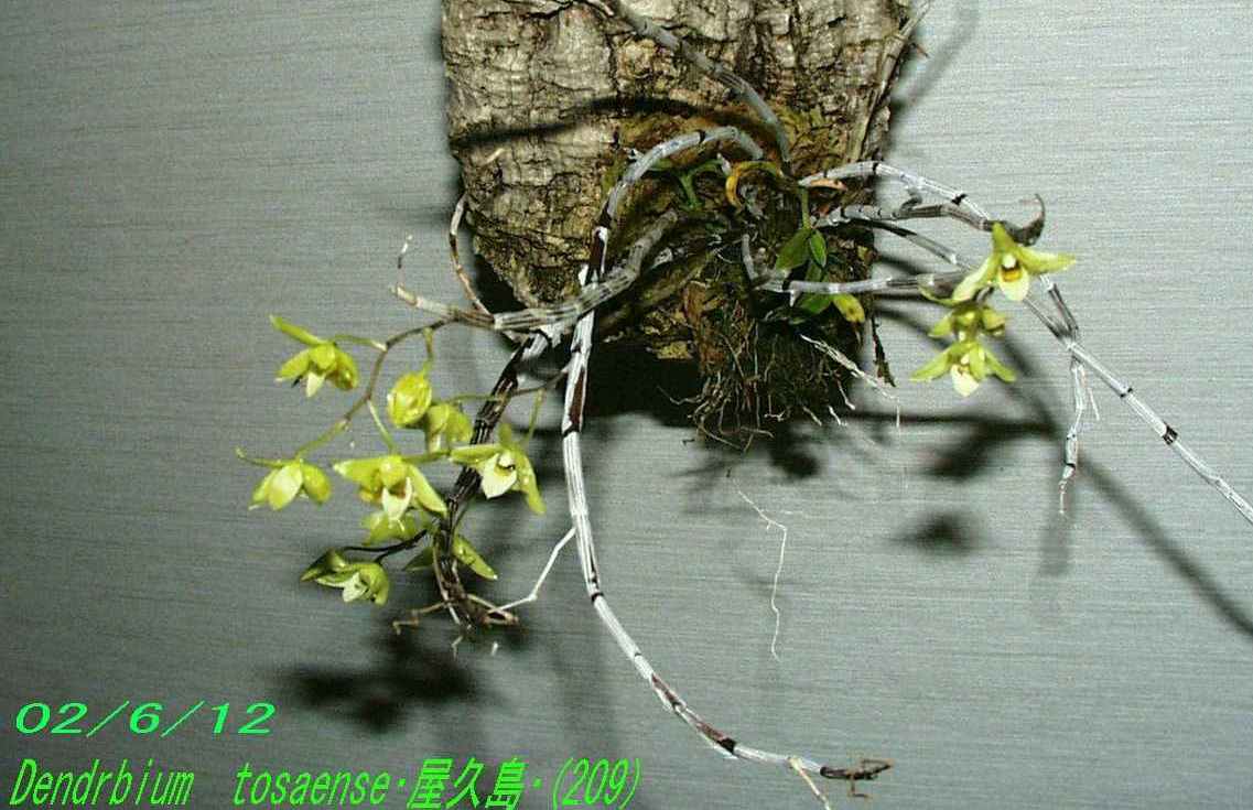http://orchidenc.fc2web.com/gensyu/Den~tosaense~Yakushima20020612Gombessa.jpg