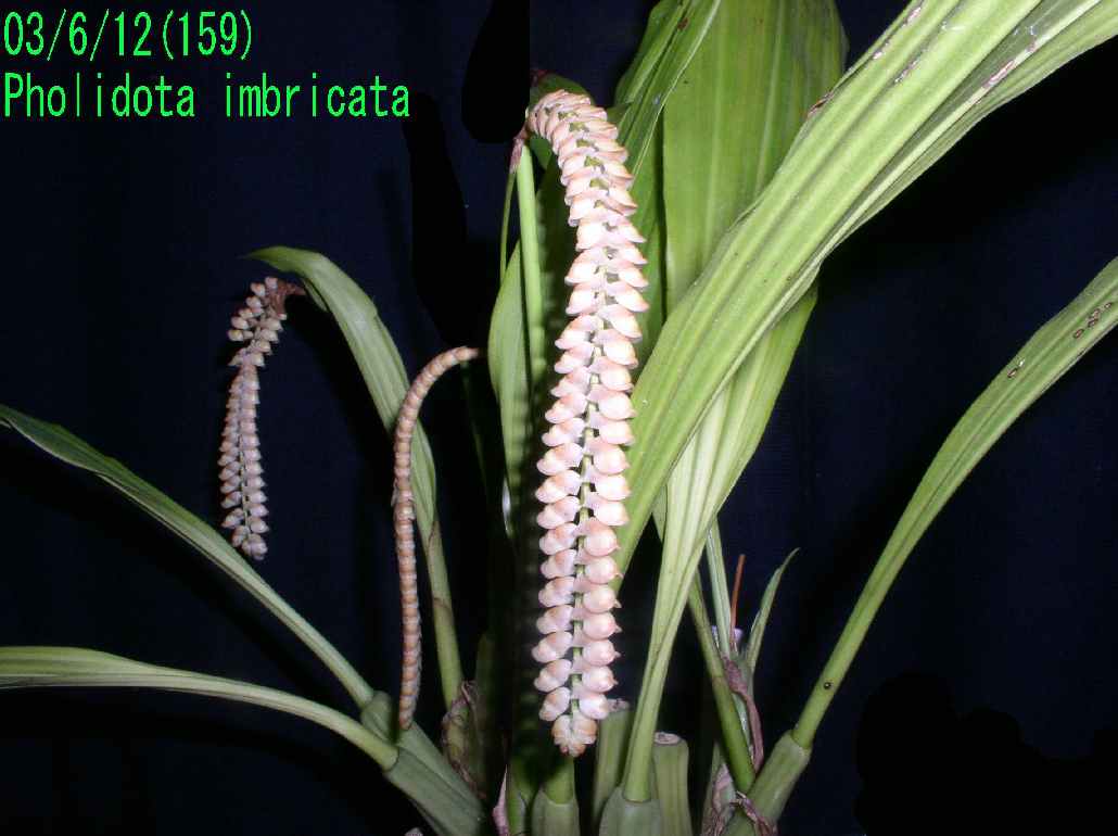 http://orchidenc.fc2web.com/gensyu/Pholidota~imbricata20030612Gombessa.jpg